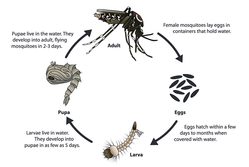 Mosquito Facts - Health Department - Knox County Tennessee Government