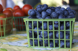 Blueberry Festival